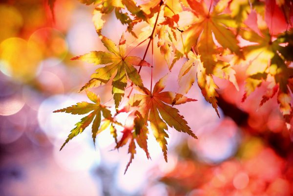 close up of fall leaves