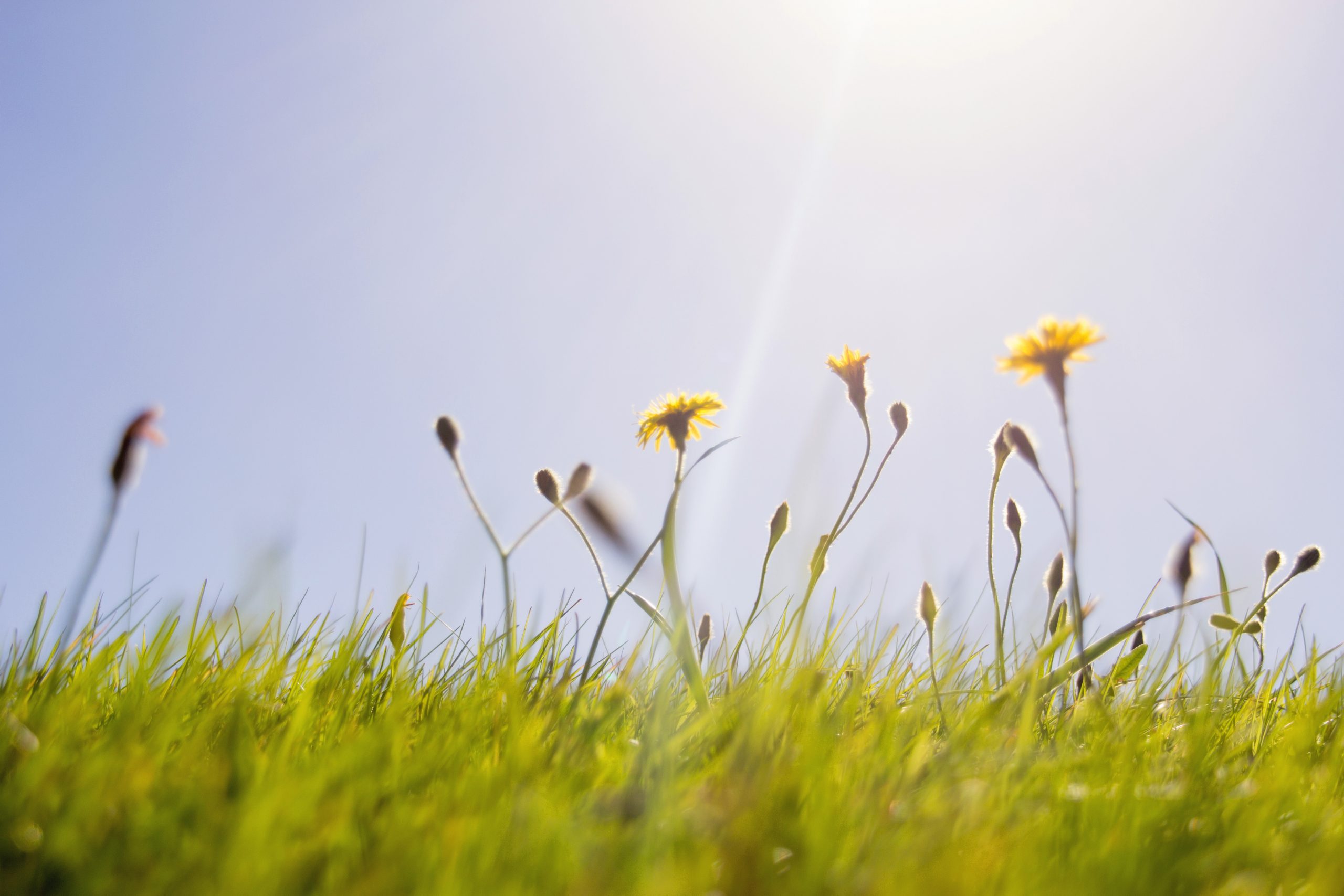 "yellow flowers grass field during spring"